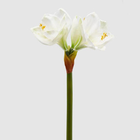 AMARYLLIS REAL - 66cm